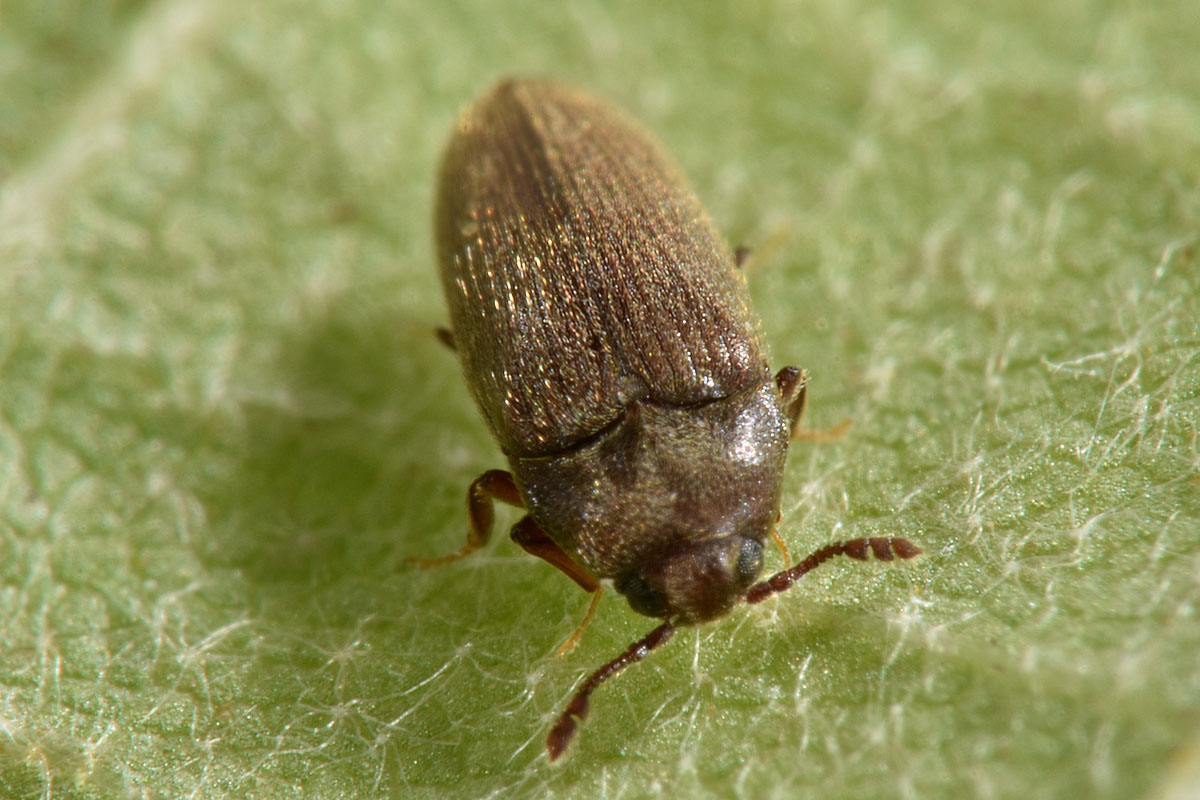 Throscidae: Aulonothroscus cfr. brevicollis